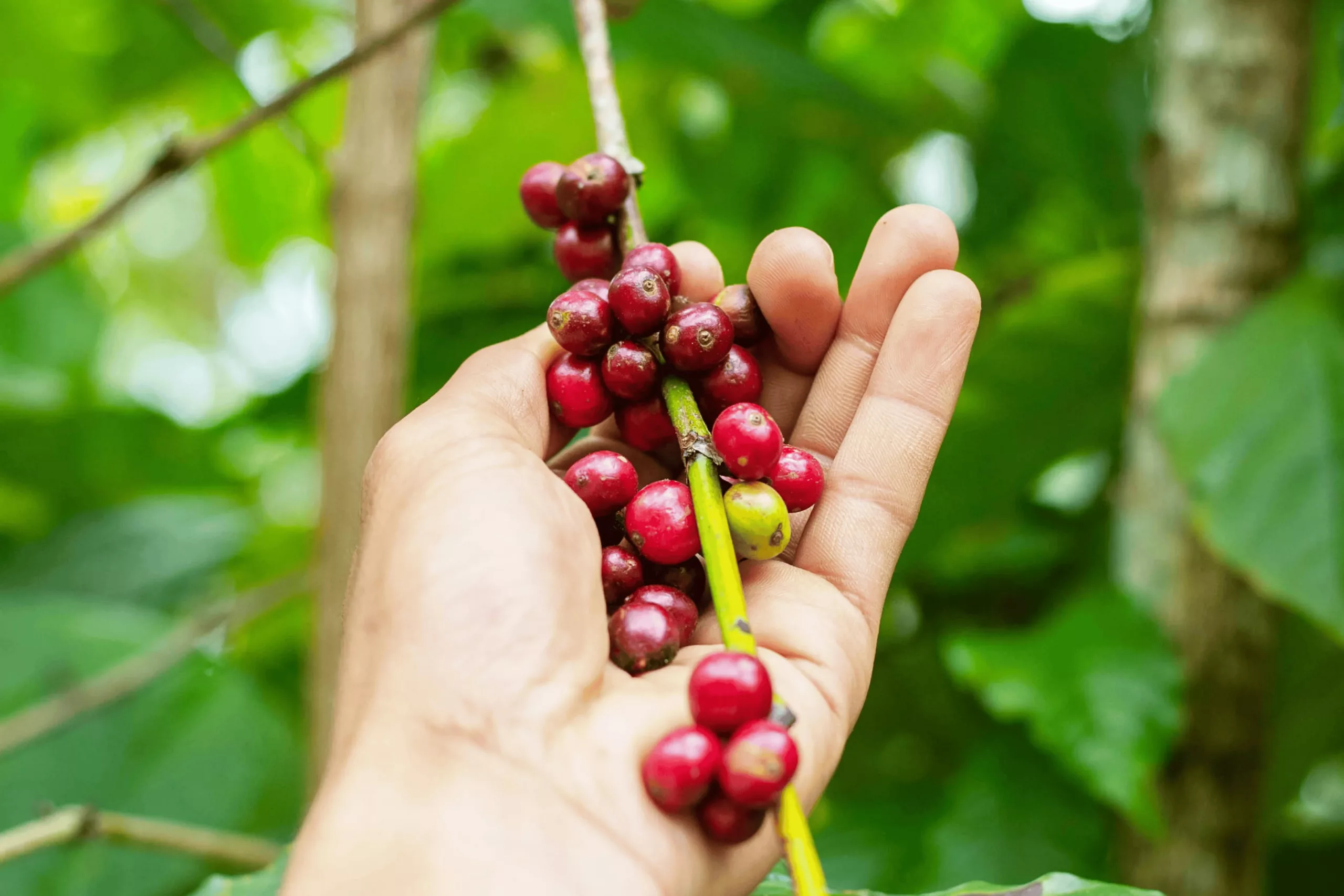 This image showcases ripe coffee cherries freshly picked from the branch, highlighting the vibrant red fruits that will become your favorite brew. Learn about sustainable coffee harvesting and the art of selecting perfect coffee cherries.